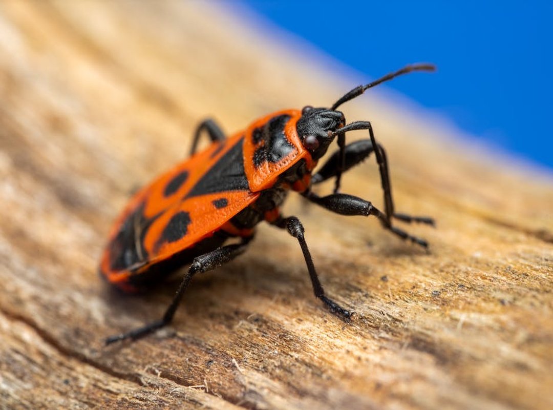 Keepho5ll Python Fix Bug